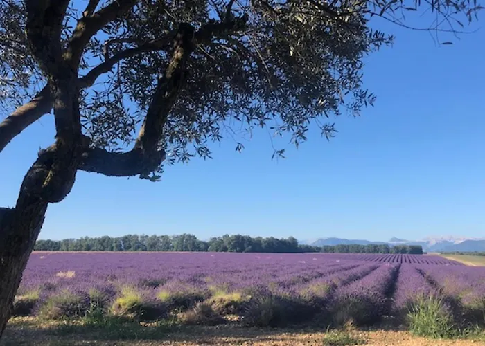 Apartment 04b3 Beautiful T3 In The Heart Of Lavender - Pool Brunet