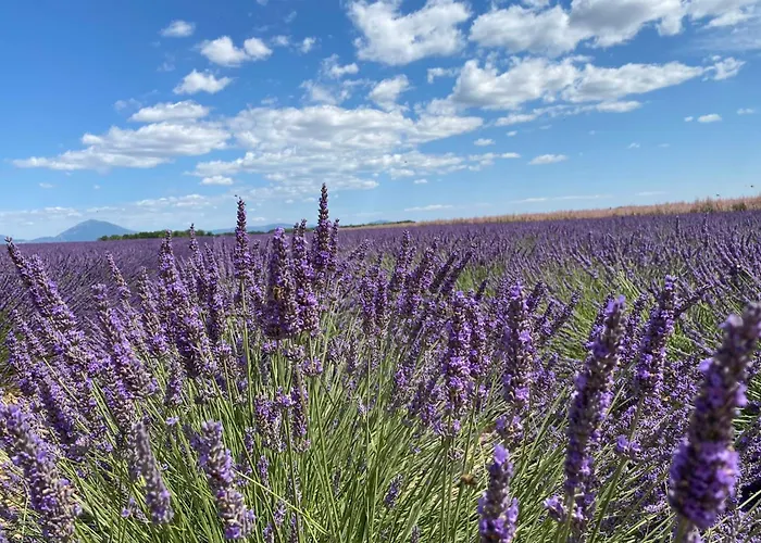 Apartment 04b3 Beautiful T3 In The Heart Of Lavender - Pool *